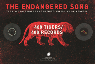 The Endangered Song - Sumaran Tiger Campaign