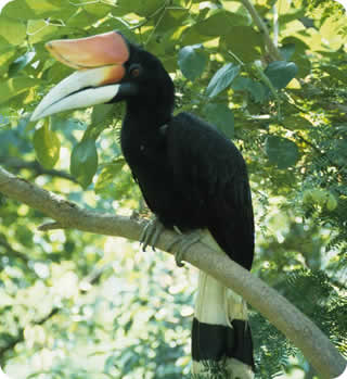 image of a hornbill